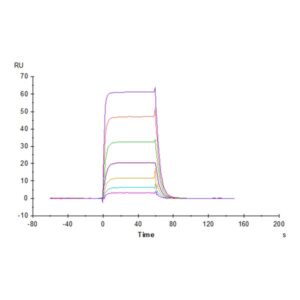 Cynomolgus B7-H6/NCR3LG1 Protein , BH7-CM176 Ushelf