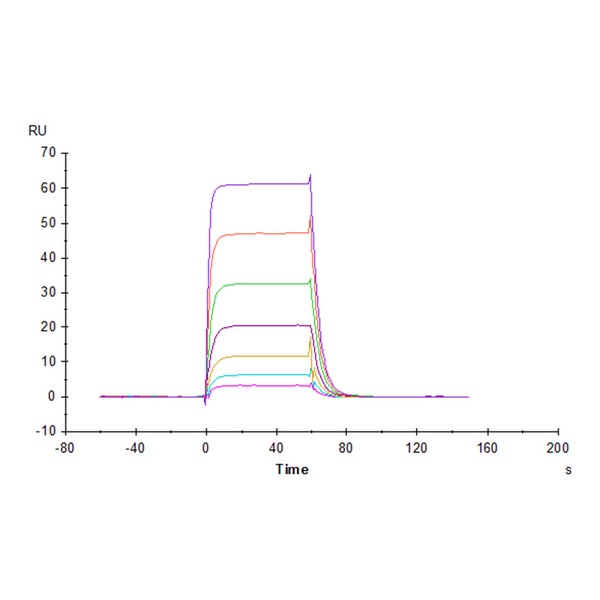 Cynomolgus B7-H6NCR3LG1 Protein , BH7-CM176 Cynomolgus B7-H6/NCR3LG1 Protein , BH7-CM176 Ushelf
