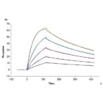 Cynomolgus B7-H7HHLA2 Protein , BH7-CM177