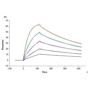 Cynomolgus B7-H7/HHLA2 Protein , BH7-CM177 Ushelf