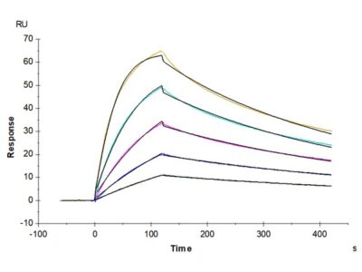 Cynomolgus B7-H7/HHLA2 Protein , BH7-CM177 Ushelf