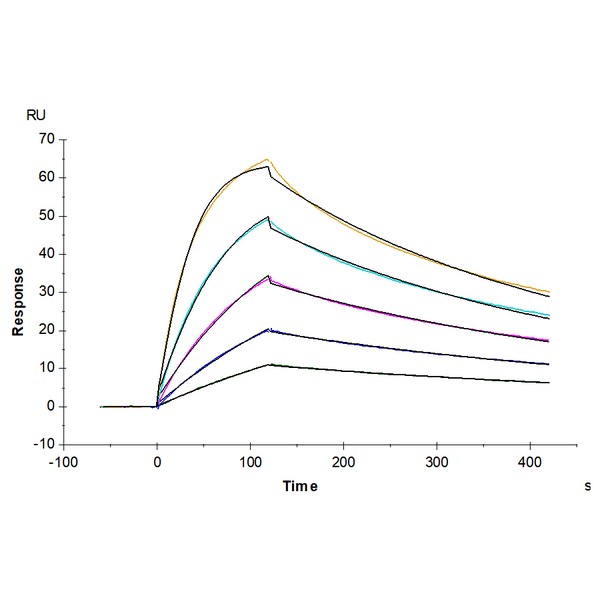 Cynomolgus B7-H7HHLA2 Protein , BH7-CM177 Cynomolgus B7-H7/HHLA2 Protein , BH7-CM177 Ushelf