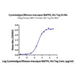 CynomolgusRhesus macaque BAFFRTNFRSF13C Protein , BAF-CM10R