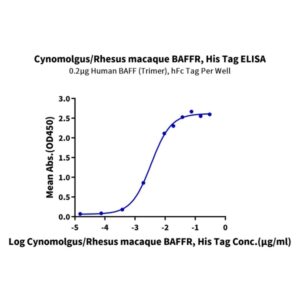 Cynomolgus/Rhesus macaque BAFFR/TNFRSF13C Protein , BAF-CM10R Ushelf
