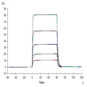 Human DNAM-1/CD226 Protein (DAM-HM101)
