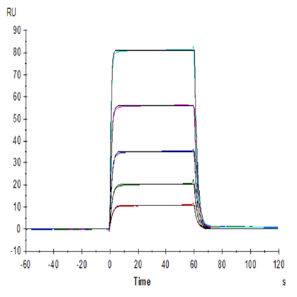 Human DNAM-1/CD226 Protein (DAM-HM101) Human DNAM-1/CD226 Protein (DAM-HM101)