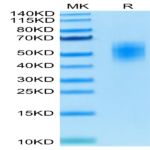 Human DNAM-1/CD226 Protein (DAM-HM101)