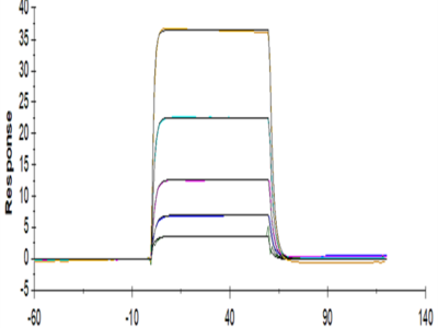 Biotinylated Human DNAM-1/CD226 Protein (DAM-HM101B)