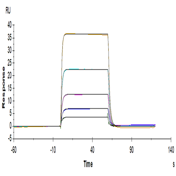 Biotinylated Human DNAM-1/CD226 Protein (DAM-HM101B)