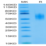 Biotinylated Human DNAM-1/CD226 Protein (DAM-HM101B)