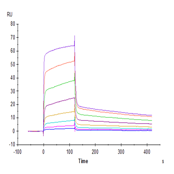 Human DNAM-1/CD226 Protein (DAM-HM201) Human DNAM-1/CD226 Protein (DAM-HM201)