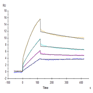 Human DDR1 Protein (DDR-HM1R1)