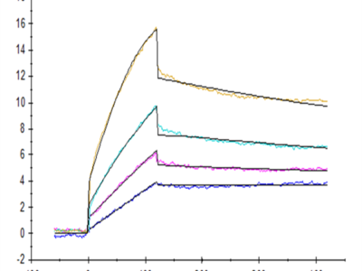 Human DDR1 Protein (DDR-HM1R1)