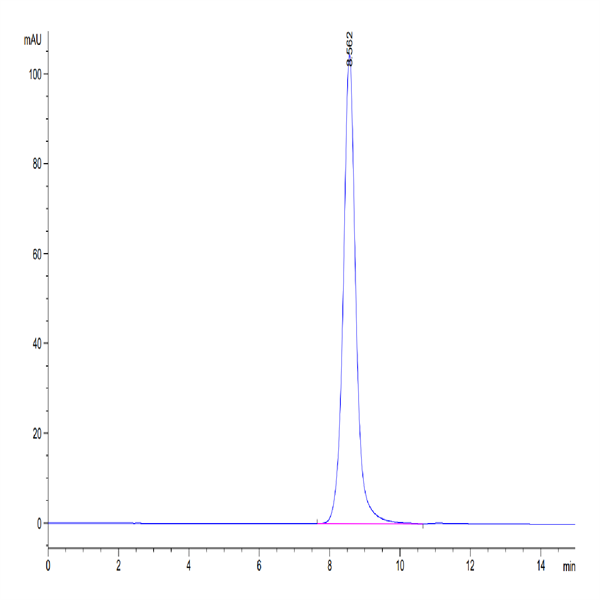Human DDR1 Protein (DDR-HM1R1)