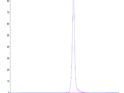 Mouse DDR1 Protein (DDR-MM1R1)
