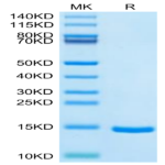 Cynomolgus DDT Protein (DDT-CE101)