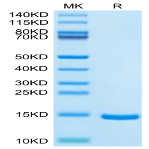 Cynomolgus DDT Protein (DDT-CE101)