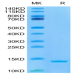 Canine DDT Proten (DDT-DE101)