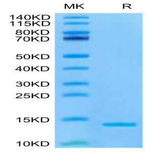 Canine DDT Proten (DDT-DE101)