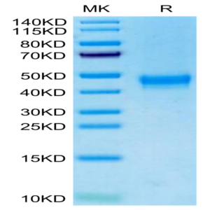 Cynomolgus/Rhesus macaque DKK1 Protein (DKK-CM101)