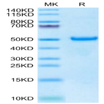 Biotinylated Human DKK1 C terminal Domain Protein (DKK-HM51CB)