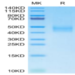 Cynomolgus DLK1 Protein (DLK-CM101)
