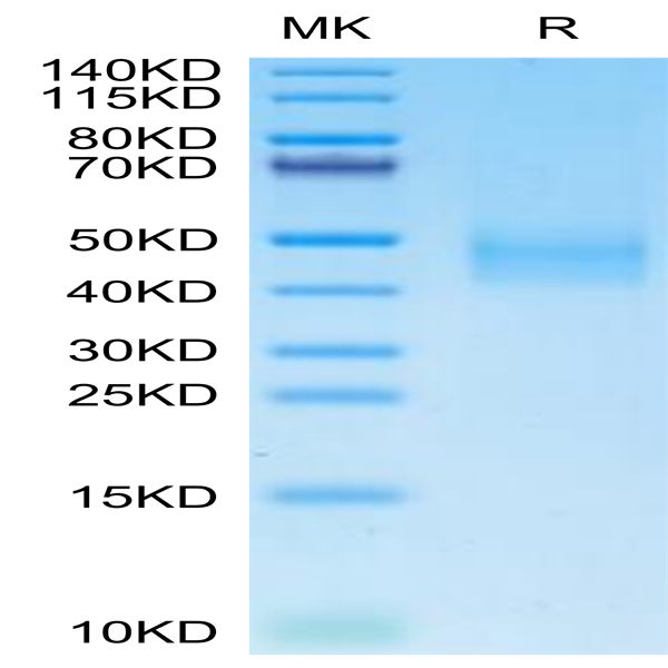 Cynomolgus DLK1 Protein (DLK-CM101)