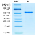 Cynomolgus DLL3 Protein (DLL-CM113)