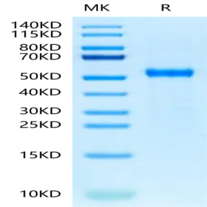 Cynomolgus DLL3 Protein (DLL-CM113)