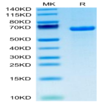 Human DLL1/Delta1 Protein (DLL-HM101)