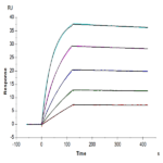 Human DLL3 Protein (DLL-HM103)