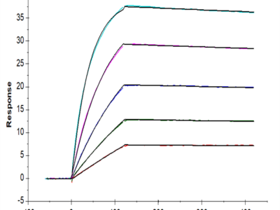 Human DLL3 Protein (DLL-HM103)