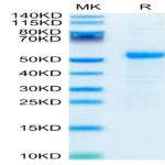 Human DLL3 Protein (DLL-HM103)