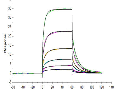 Human DLL4 Protein (DLL-HM204)