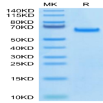 Biotinylated Human DLL4 Protein (DLL-HM404B)