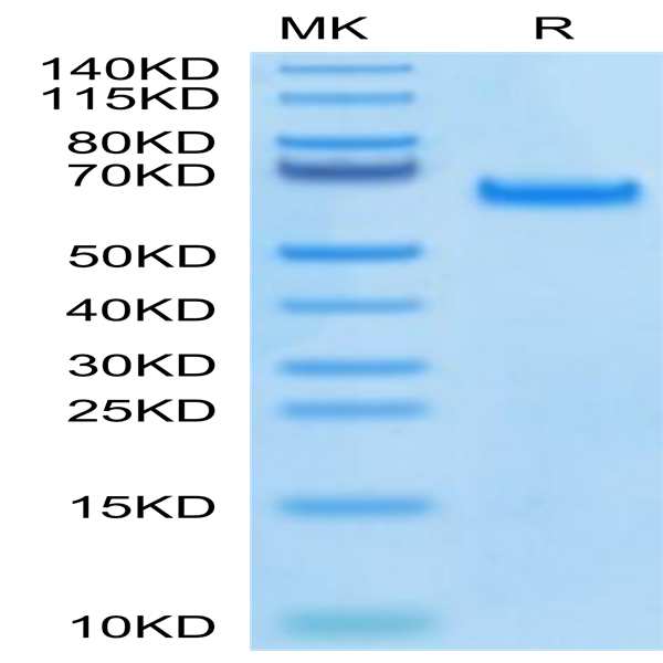 Biotinylated Human DLL4 Protein (DLL-HM404B)