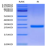 Human DLL3 Domain (311-479) Protein (DLL-HM4D1)