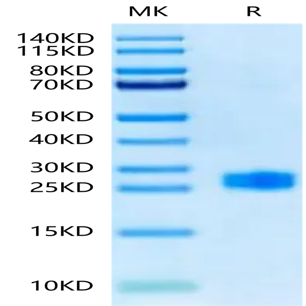 Biotinylated Human DLL3 Domain (311-479) Protein (DLL-HM4D1B)