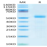 Mouse DLL3 Protein (DLL-MM103)