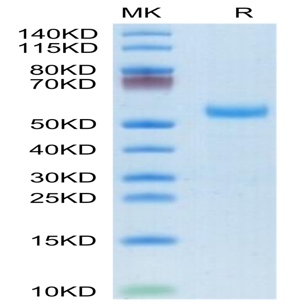 Rhesus macaque DLL3 Protein (DLL-RM103)