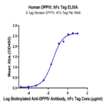 Human DPPIV/CD26 Protein (DPV-HM226)