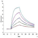 Mouse DR3/TNFRSF25 Protein (DR3-MM101)