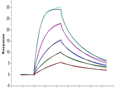 Mouse DR3/TNFRSF25 Protein (DR3-MM101)