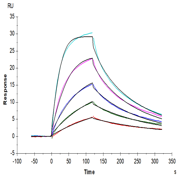 Mouse DR3/TNFRSF25 Protein (DR3-MM101) Mouse DR3/TNFRSF25 Protein (DR3-MM101)