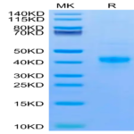 Mouse DR3/TNFRSF25 Protein (DR3-MM101)