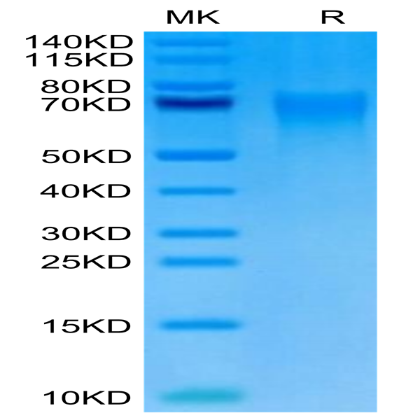 Cynomolgus DR6/TNFRSF21 Protein (DR6-CM101)