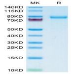 Human DSG-2/Desmoglein-2 Protein (DSG-HM102)