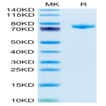 Mouse DSG3 Protein (DSG-MM103)