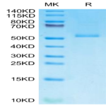 Monkeypox virus E8L Protein (E8L-VE18L)