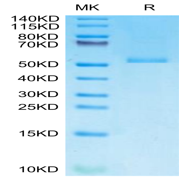 Monkeypox virus E8L Protein (E8L-VE18L) Monkeypox virus E8L Protein (E8L-VE18L)